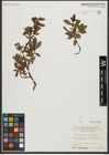 Foto von Salix waldsteiniana Willd.